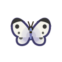 Common butterfly
